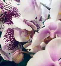 Load image into Gallery viewer, Orchid Flower Essence
