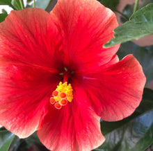 Load image into Gallery viewer, HIbiscus Flower Essence
